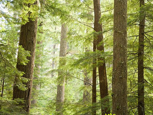 Forest with Coniferous Trees